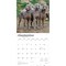 Weimaraners | 2026 12 x 24 Inch (Hanging) Monthly Square Wall Calendar | Plastic-Free